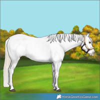 Horse Color:White Spotted Palomino Dun Sabino Appaloosa 