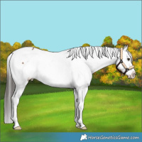 Horse Color:White Spotted Liver Red Dun Snowcap 