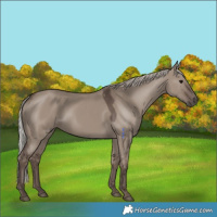 Horse Color:White Spotted Silver Grullo