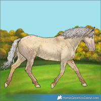 Horse Color:White Spotted Silver Classic Champagne Dun 