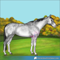 Horse Color:White Spotted Blue Onyx Chinchilla Ice Rabicano 