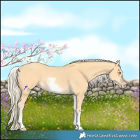 Horse Color:White Spotted Gold Cream Champagne 