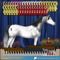 Horse Color:Blue Roan Splash Appaloosa Rabicano 