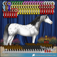 Horse Color:Blue Roan Splash Near Leopard Rabicano 