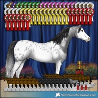 Horse Color:Blue Roan Splash Appaloosa Rabicano