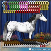 Horse Color:Blue Roan Splash Appaloosa Rabicano 