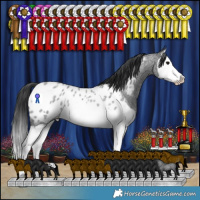 Horse Color:Blue Roan Splash Appaloosa Rabicano