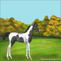 Horse Color:Black Tobiano 