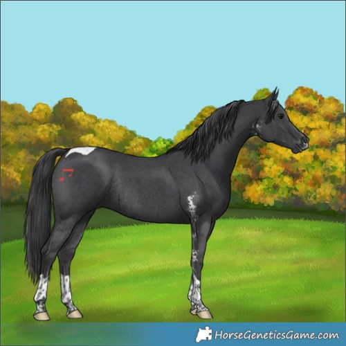 Horse Color:Black Sabino Tobiano Rabicano 