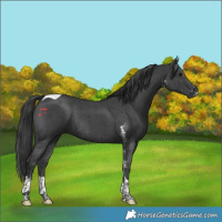 Horse Color:Black Sabino Tobiano Rabicano 