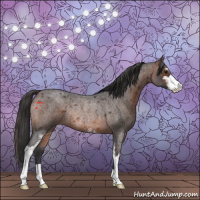 Horse Color:Brown Roan Sabino Rabicano 