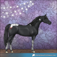 Horse Color:Black Tobiano 