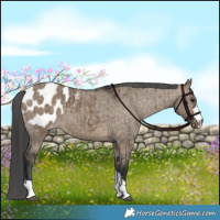 Horse Color:Brown Dun Blanket Brindle 