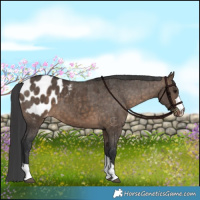 Horse Color:Brown Dun Appaloosa Brindle 