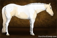 Horse Color:Gold Champagne Pearl Dun Tobiano 