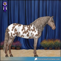 Horse Color:Liver Red Dun Appaloosa Brindle