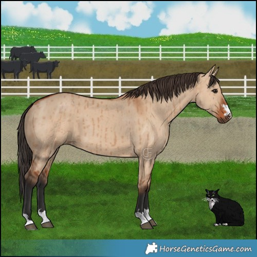 Horse Color:Bay Dun Brindle 