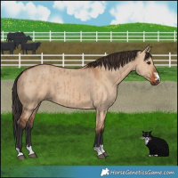 Horse Color:Bay Dun Brindle 