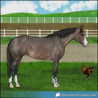 Horse Color:Brown Dun Appaloosa Brindle 
