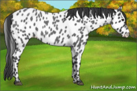 Horse Color:Blue Roan Leopard 