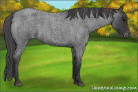 Horse Color:Blue Roan Appaloosa 