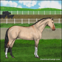 Horse Color:Bay Dun Brindle 
