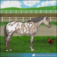 Horse Color:Liver Red Dun Appaloosa Brindle