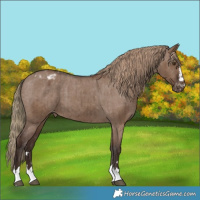 Horse Color:Liver Red Dun Appaloosa Brindle