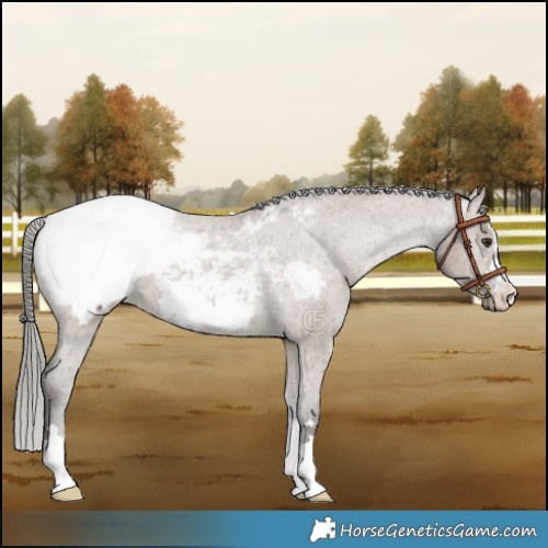 Horse Color:Liver Red Dun Mushroom Appaloosa Brindle 