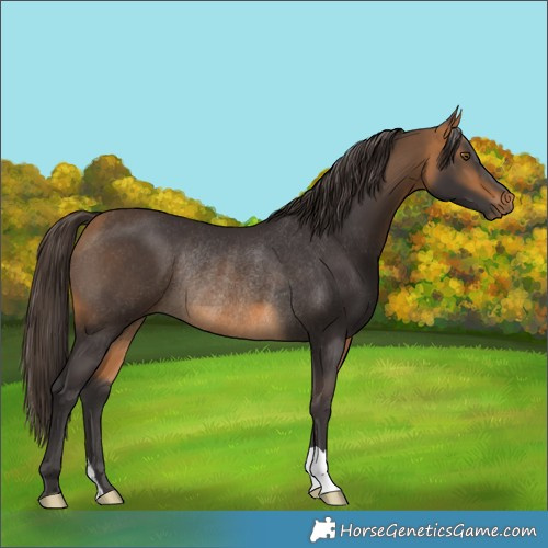 Horse Color:Buckskin Rabicano 