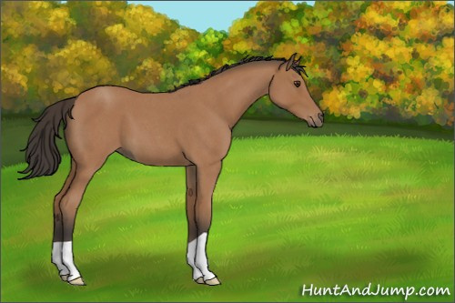 Horse Color:Bay Roan 