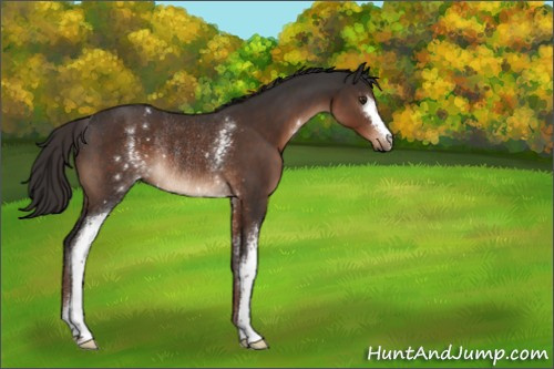 Horse Color:White Spotted Liver Chestnut Rabicano 