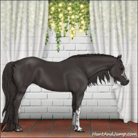 Horse Color:Smoky Black  and Smoky Black 