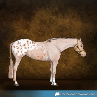 Horse Color:Chestnut Tobiano Appaloosa