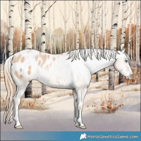 Horse Color:Gold Champagne Pearl Appaloosa Rabicano 
