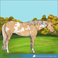 Horse Color:White Spotted Palomino Dun 