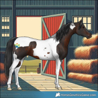 Horse Color:Brown Tobiano 
