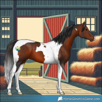 Horse Color:Bay Tobiano 