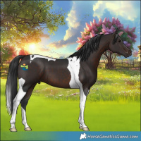 Horse Color:Brown Tobiano 