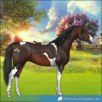 Horse Color:White Spotted Bay Tobiano 