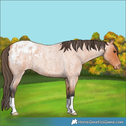 Horse Color:Bay Roan Appaloosa 