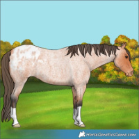Horse Color:Bay Roan Appaloosa 