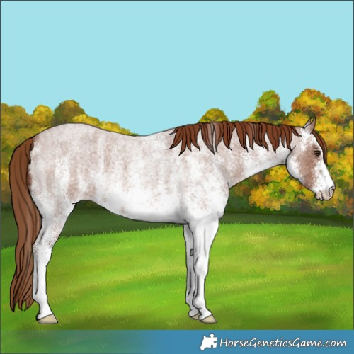 Horse Color:White Spotted Red Roan 