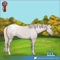 Horse Color:Liver Red Dun Appaloosa Brindle 