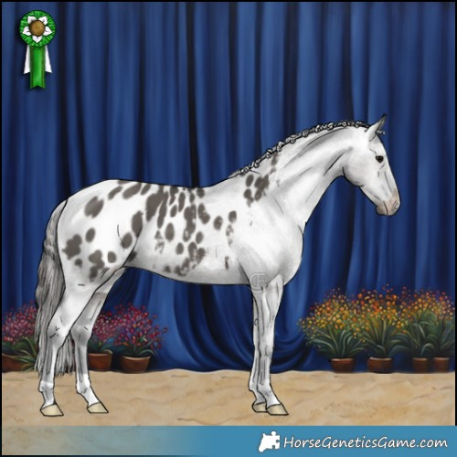Horse Color:Grullo Appaloosa Brindle 