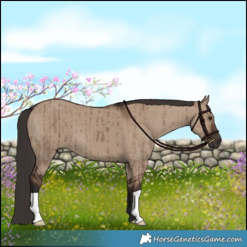 Horse Color:Liver Red Dun Brindle 