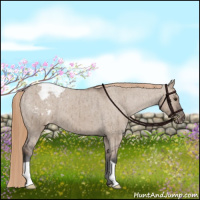 Horse Color:Liver Red Dun Appaloosa Brindle 