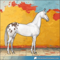 Horse Color:Liver Red Dun Appaloosa Brindle