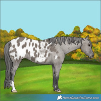 Horse Color:Grullo Appaloosa Brindle 