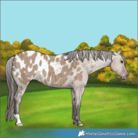 Horse Color:Liver Red Dun Appaloosa Brindle 